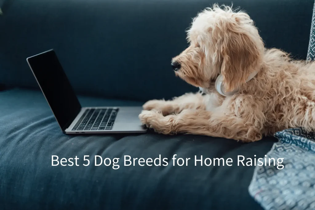 Best 5 Dog Breeds for Home Raising