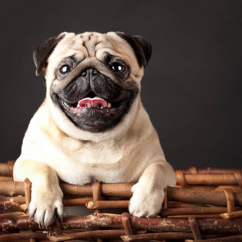 pug in a basket isolated