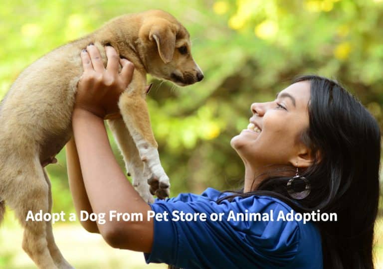 Adopt-Dog