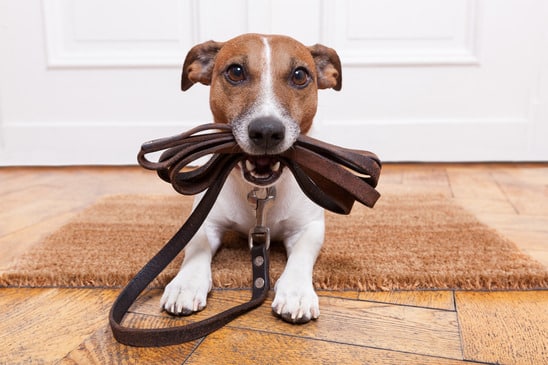 leash train a dog